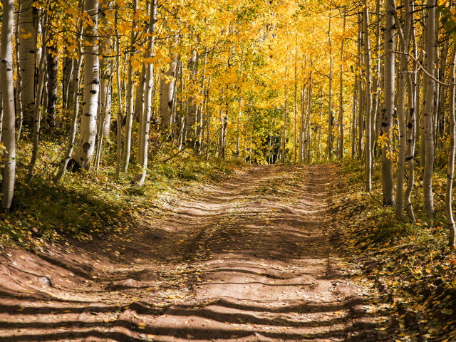 Белые березы покрываются желтыми листьями