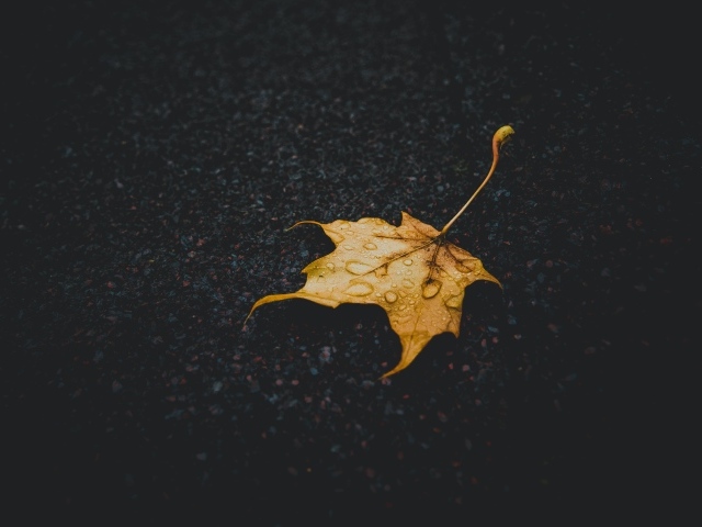 Желтый опавший лист на мокром асфальте
