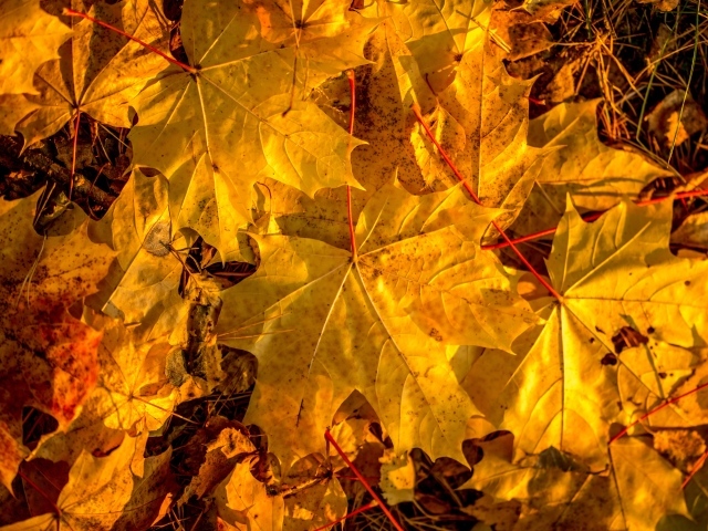 Желтые кленовые листьями на земле осенью 