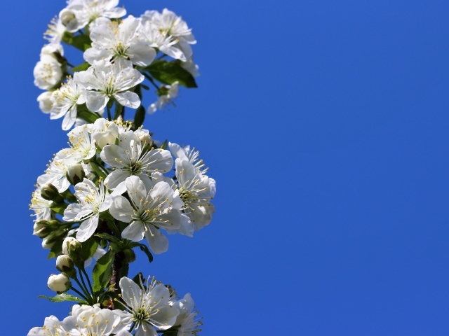 Красивые белые цветы вишни на ветке на фоне неба