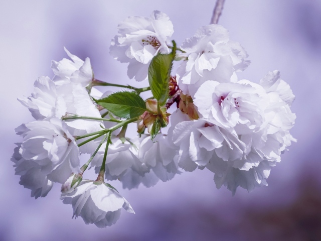 Красивые белые цветы черешни на ветке крупным планом