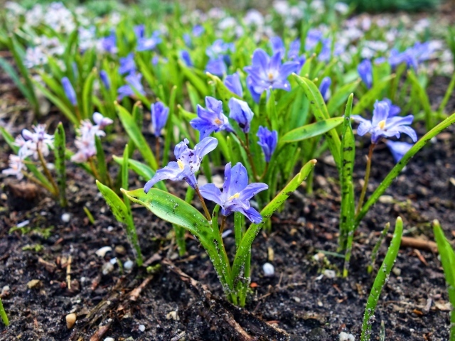 Синие маленькие цветы пролесок на холодной земле весной