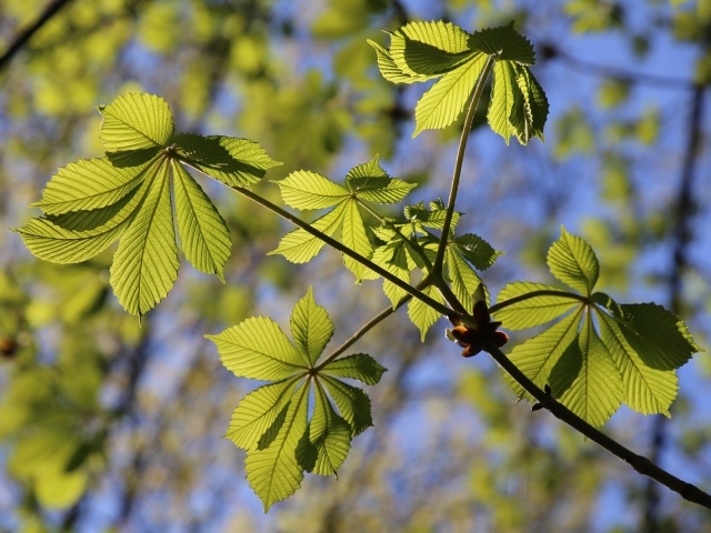 Зеленые весенние листья каштана в лучах солнца