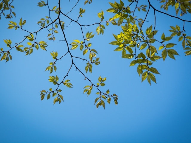 Зеленые ветки дерева на фоне голубого неба