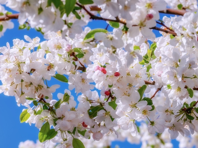 Много белых цветов на яблоне весной 