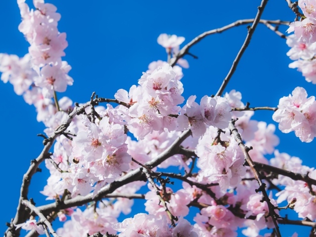 Розовые цветы черешни на ветках дерева на фоне голубого неба 