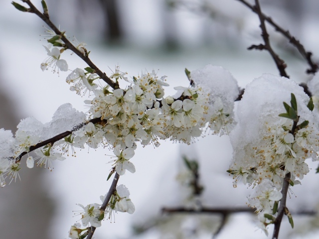 Снег лежит на цветущей ветке вишни в марте 