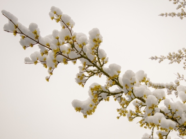 Снег лежит на цветущей ветке в марте