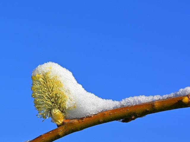 Снег на ветке с почкой на фоне голубого неба