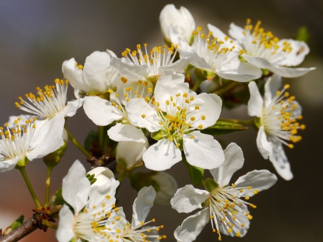 Белые нежные цветы вишни крупным планом