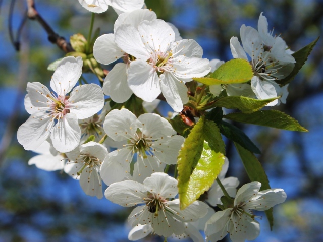 Белые нежные цветы вишни в лучах солнца на ветке весной