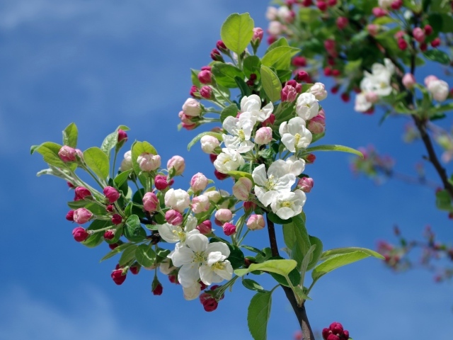 Белые цветы распускаются на ветках яблони на фоне голубого неба