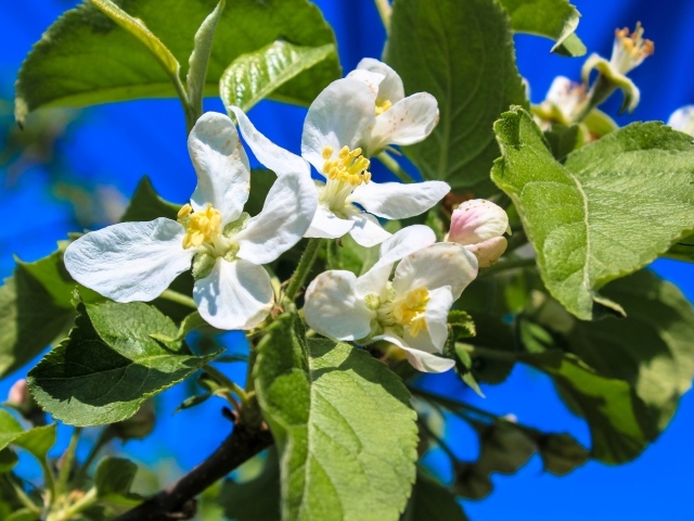 Белые цветы на ветках яблони в зеленых листьях весной 