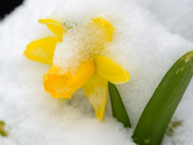 Желтый цветок нарцисса в снегу в марте