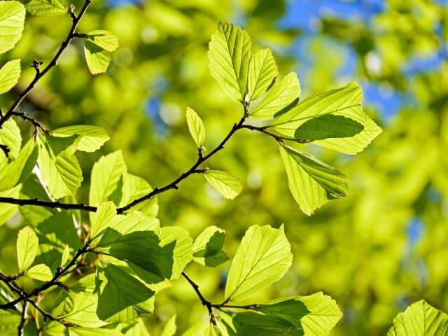 Молодые зеленые листья на ветке дерева в лучах солнца