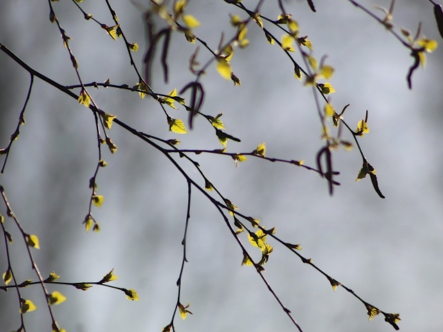 Молодые листья распускаются на ветке березы весной