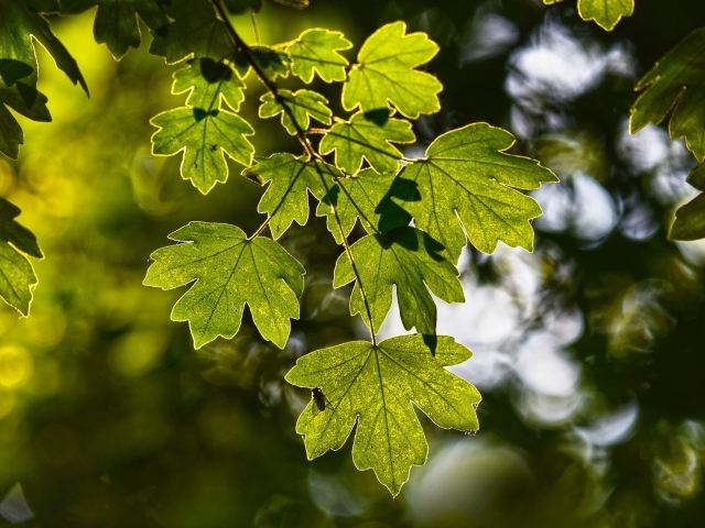 Яркие зеленые листья клена летом