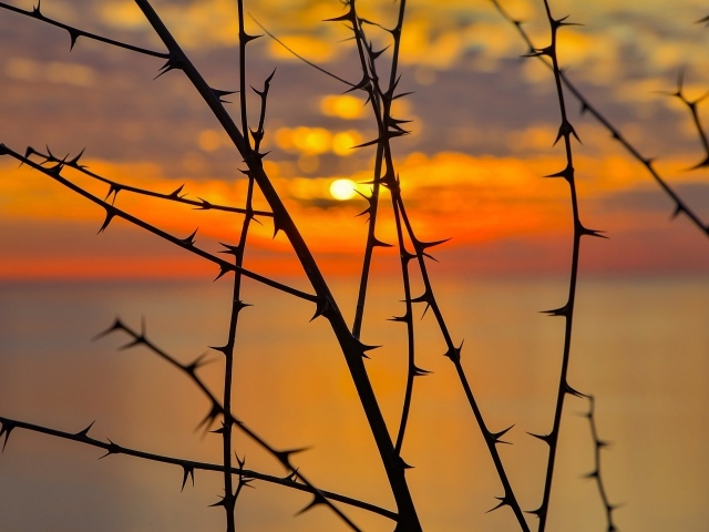 Колючие ветки дерева на закате солнца