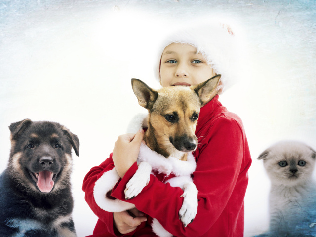 Мальчик в рождественской шапке с собаками