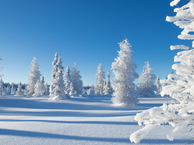 Красивый заснеженный лесной зимний пейзаж под голубым небом