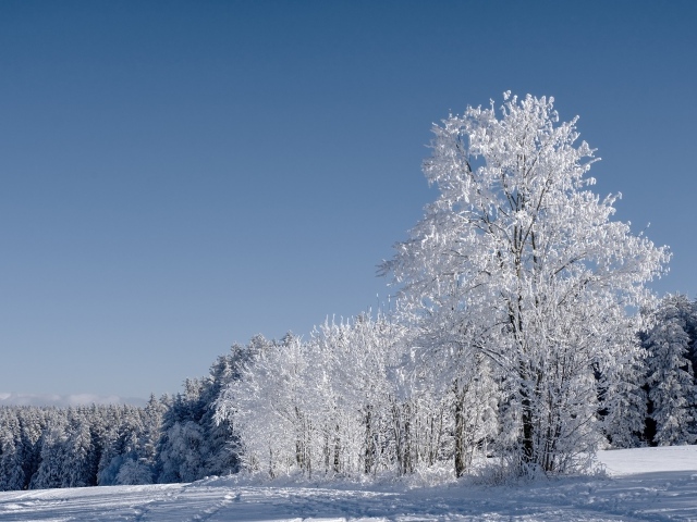 Красивые белые деревья в инее под голубым небом 