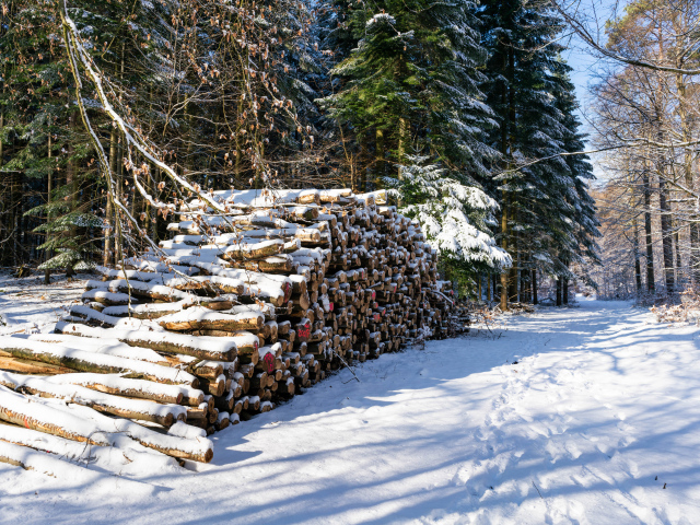 Заготовленные дрова в заснеженном лесу 