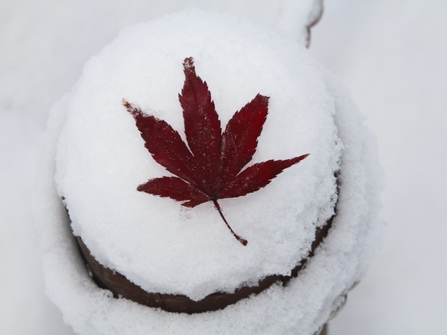 Красный опавший лист лежит на белом снегу