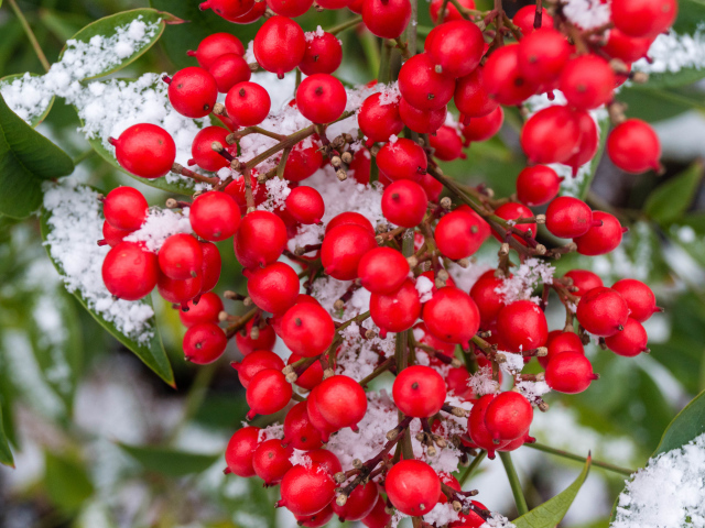 Красные ягоды калины в снегу
