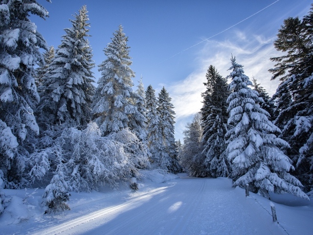 Покрытые снегом высокие ели у дороги в лесу зимой 