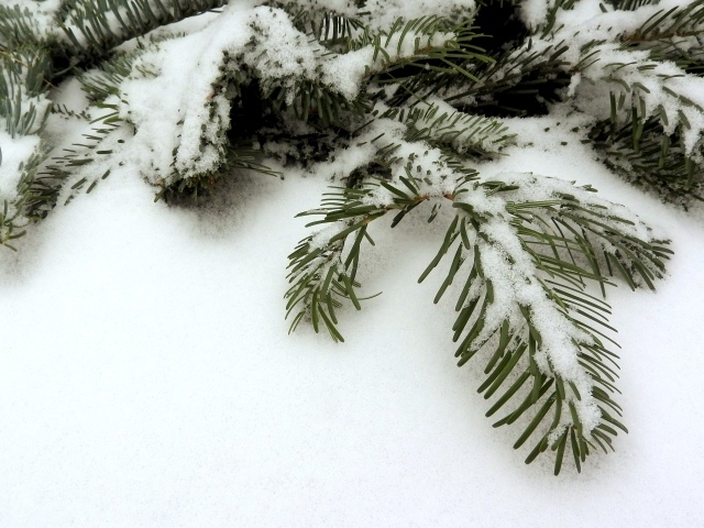 Покрытая снегом зеленая ветка ели зимой 
