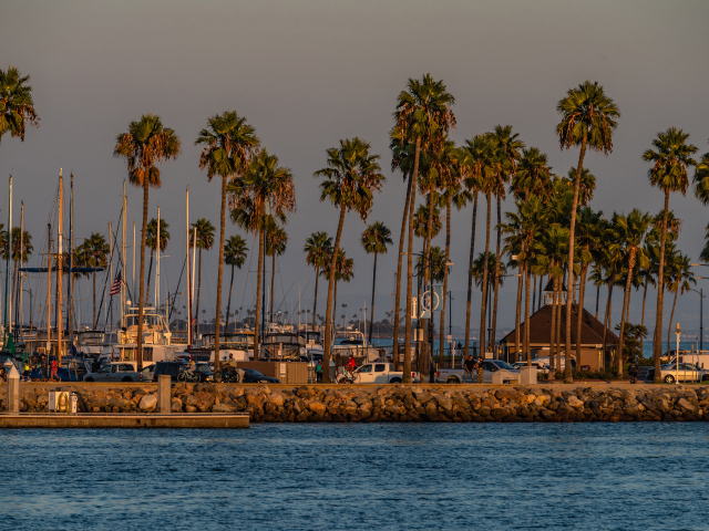 Высокие пальмы на берегу залива, США