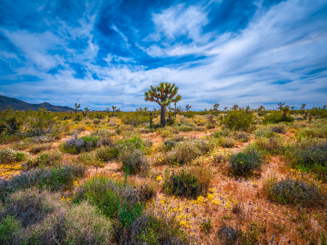 Колючие кактусы в национальном парке Калифорнии под красивым небом, США
