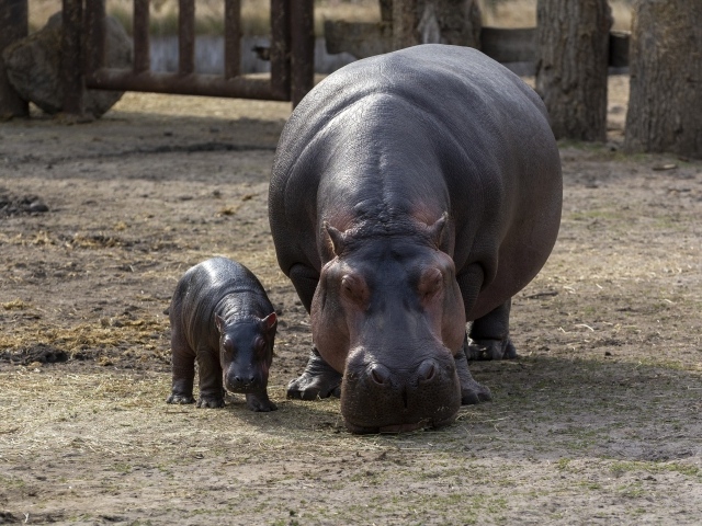 Гиппопотам с малышом в зоопарке 