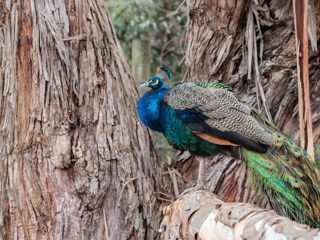 Большой фазан сидит на дереве