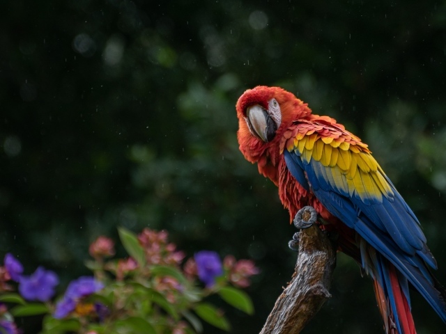 Большой попугай сидит на ветке под дождем 