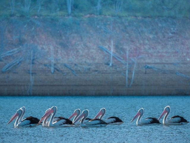 Большие пеликаны в воде 