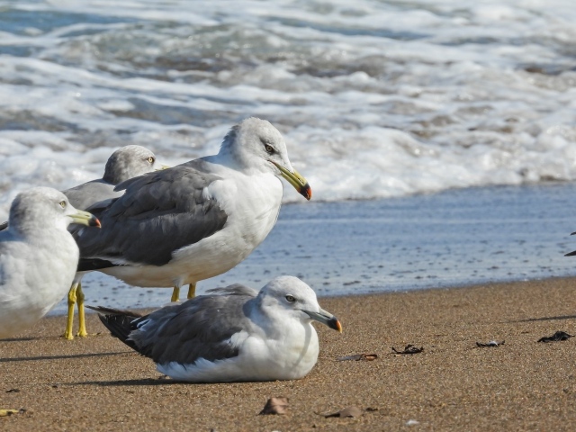 Четыре чайки сидят на песке у моря