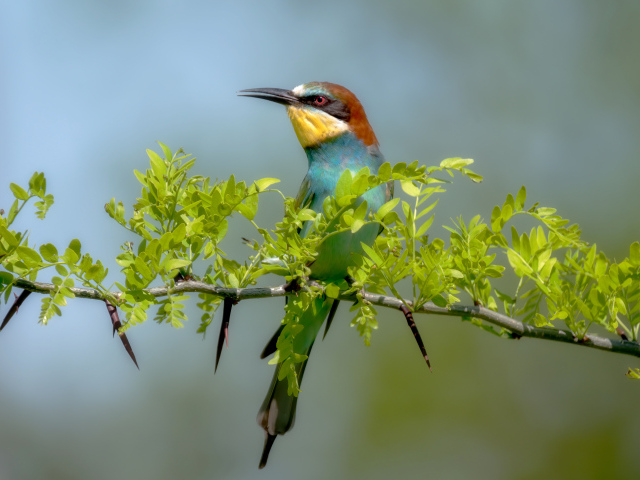 Золотистая щурка сидит на ветке с зелеными листьями 