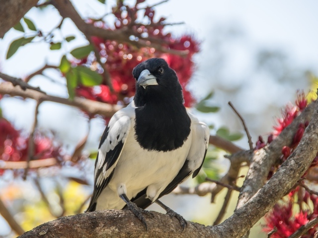 Большая черно-белая сорока сидит на ветке дерева 