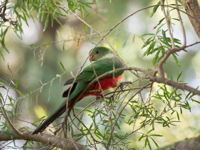 Зеленый попугай сидит на ветке дерева 