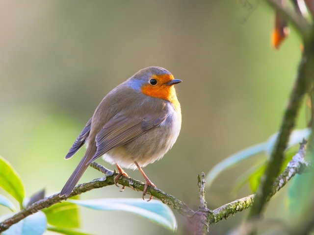 Маленькая хрупкая птичка Зарянка сидит на ветке