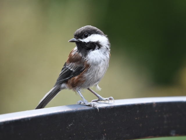 Маленький воробей сидит на перилах 