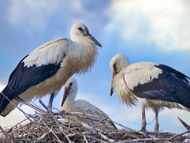 Три красивых аиста в гнезде 