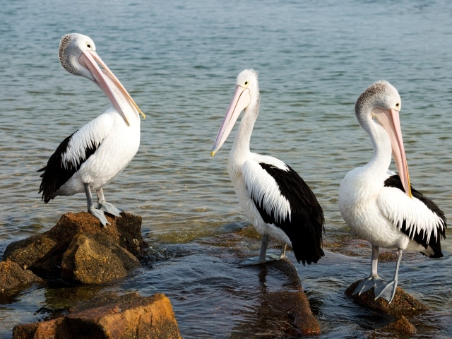 Три пеликана стоят на камнях в воде 