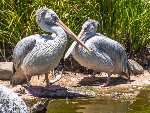 Два больших серых пеликана у воды 