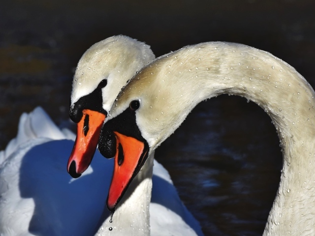 Два белых лебедя искупались в воде