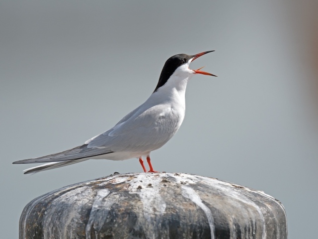Белая крачка с открытым клювом на камне
