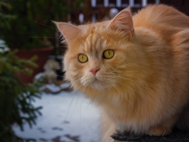 Большой рыжий кот с красивыми рыжими глазами