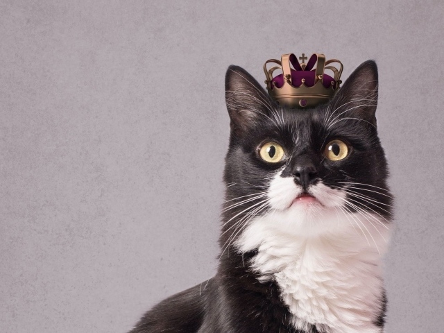 Черно-белый кот с короной на голове на сером фоне 