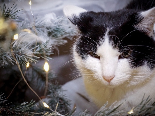 Серьезный кот сидит у ели с герляндой 